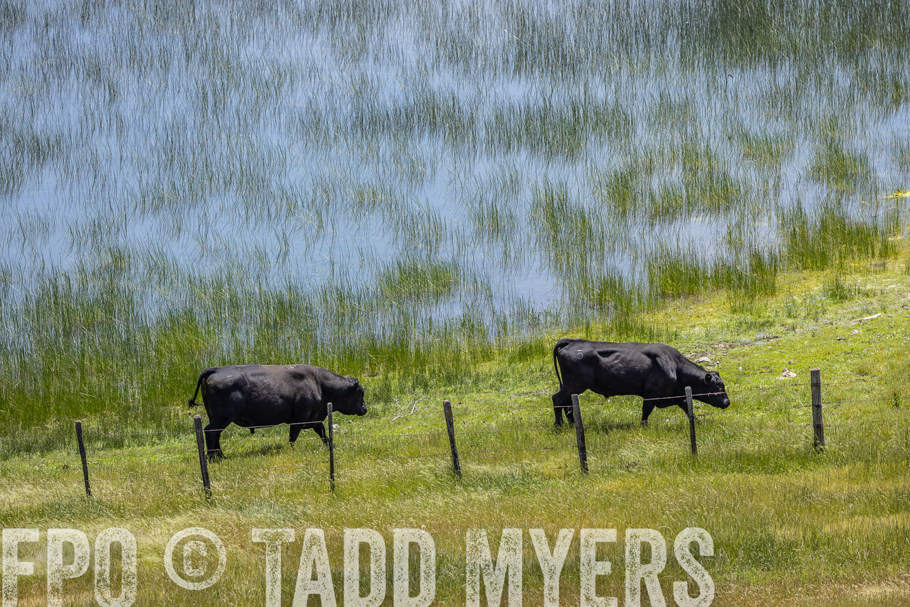 TMyers_SanBenitoRanch_CA_May2023-524642