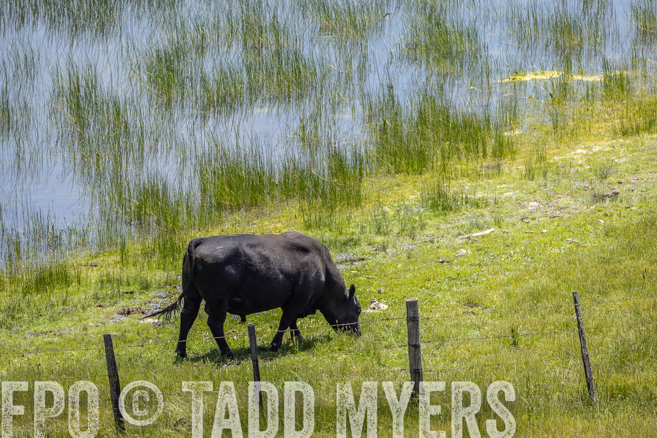 TMyers_SanBenitoRanch_CA_May2023-524677