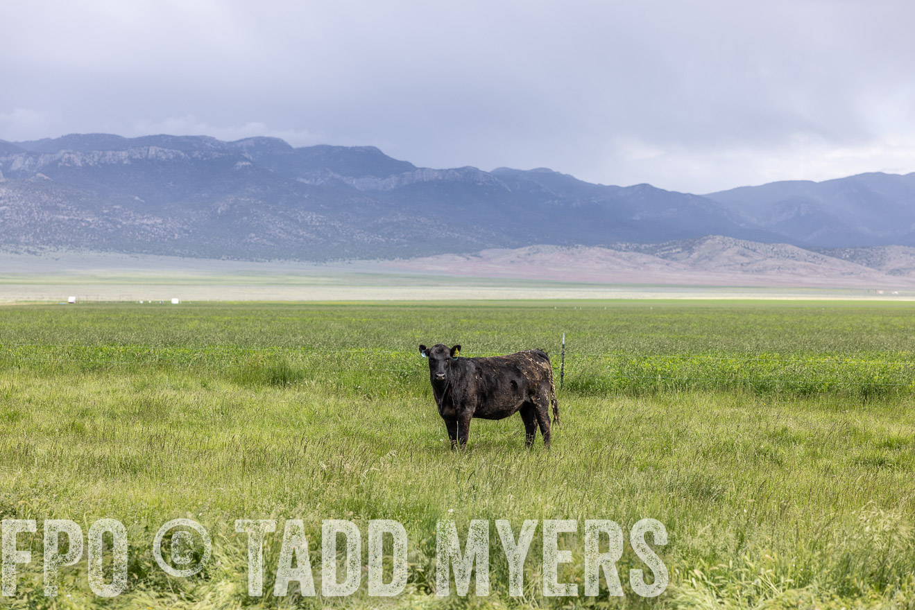 TMyers_PP_Perigo_Nevada_June2023-512101