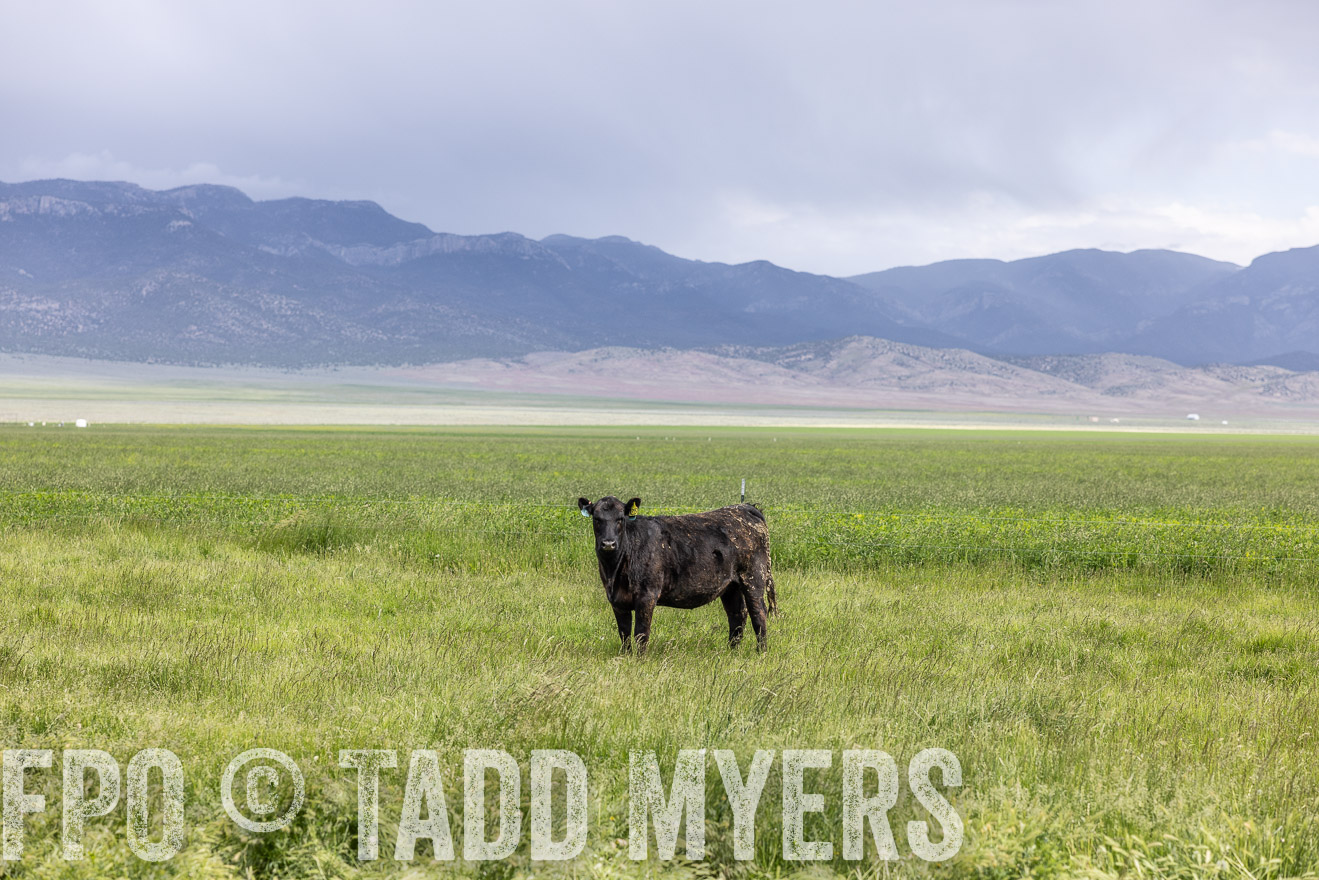 TMyers_PP_Perigo_Nevada_June2023-512108