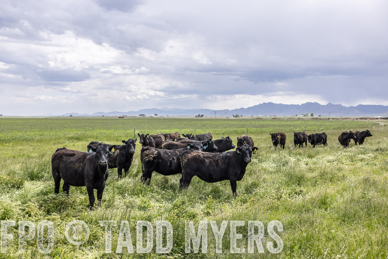 TMyers_PP_Perigo_Nevada_June2023-512156