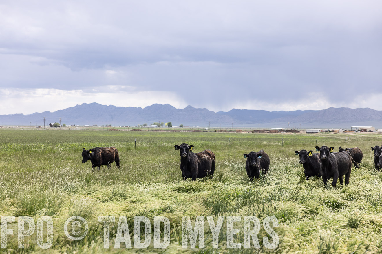 TMyers_PP_Perigo_Nevada_June2023-512168