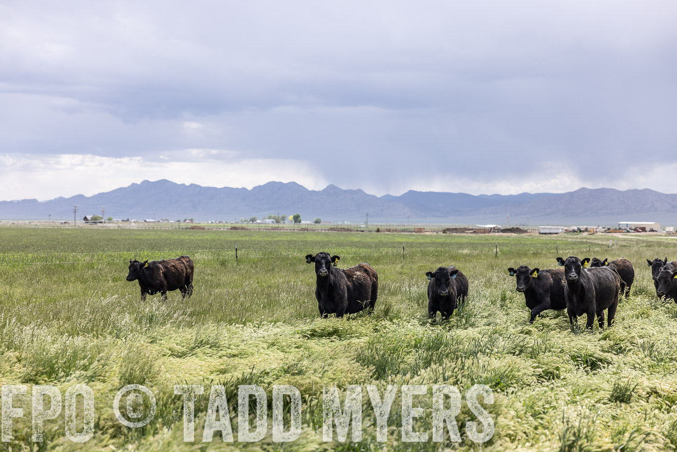 TMyers_PP_Perigo_Nevada_June2023-512170