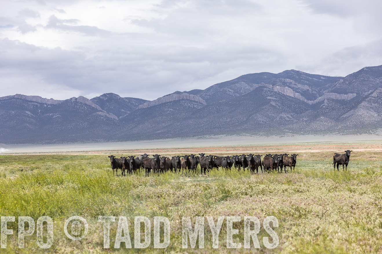 TMyers_PP_Perigo_Nevada_June2023-512193