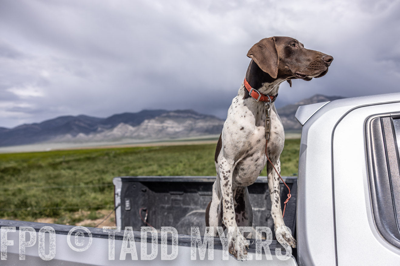 TMyers_PP_Perigo_Nevada_June2023-512242