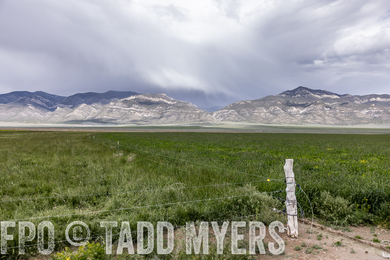 TMyers_PP_Perigo_Nevada_June2023-512333