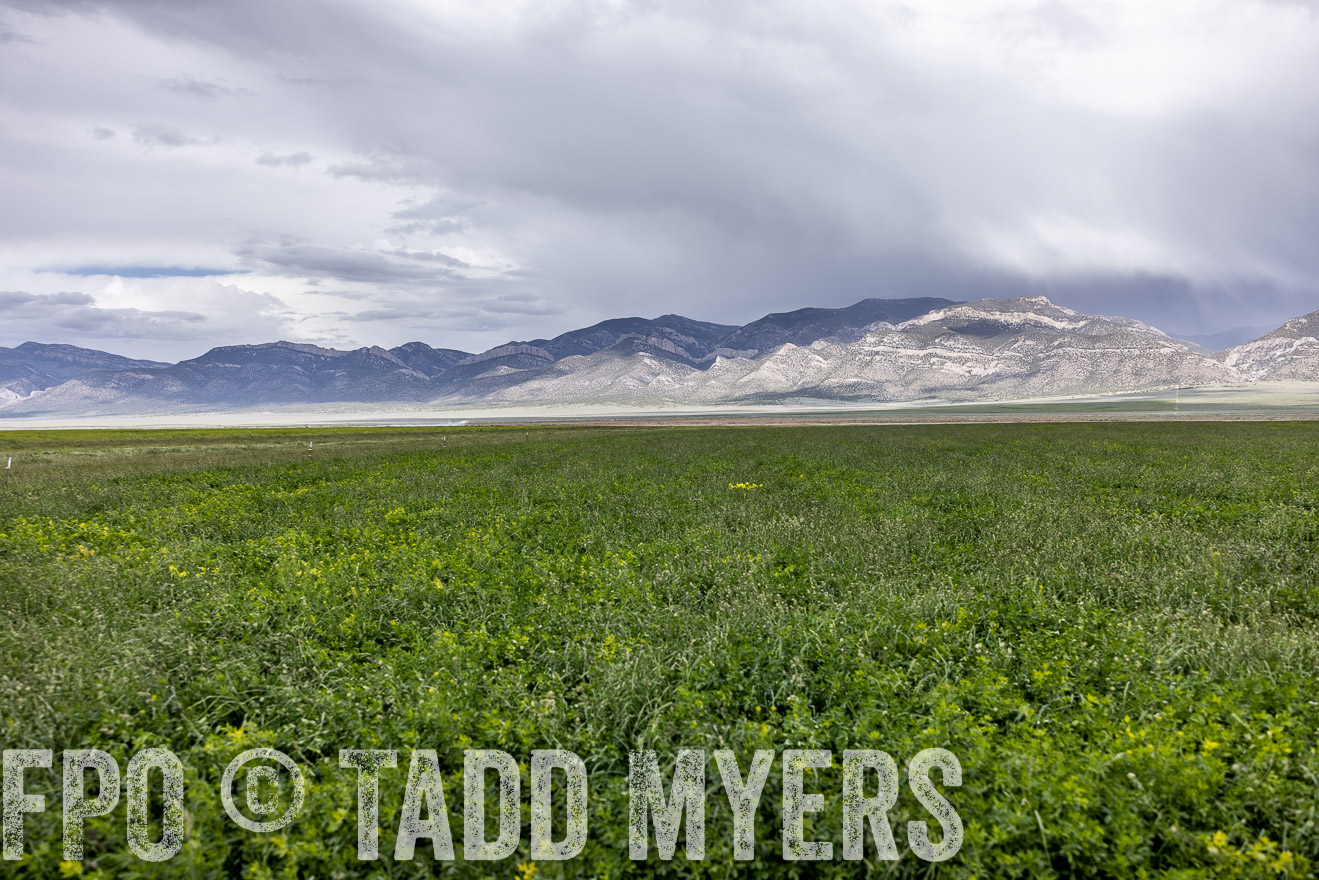 TMyers_PP_Perigo_Nevada_June2023-512341