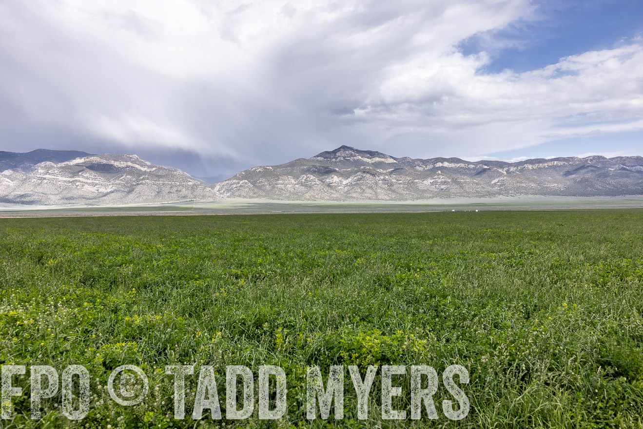 TMyers_PP_Perigo_Nevada_June2023-512347