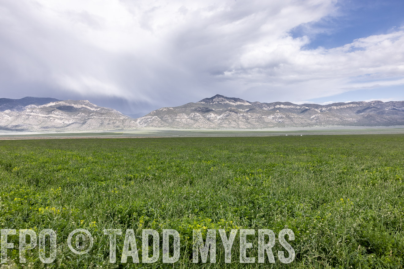 TMyers_PP_Perigo_Nevada_June2023-512349