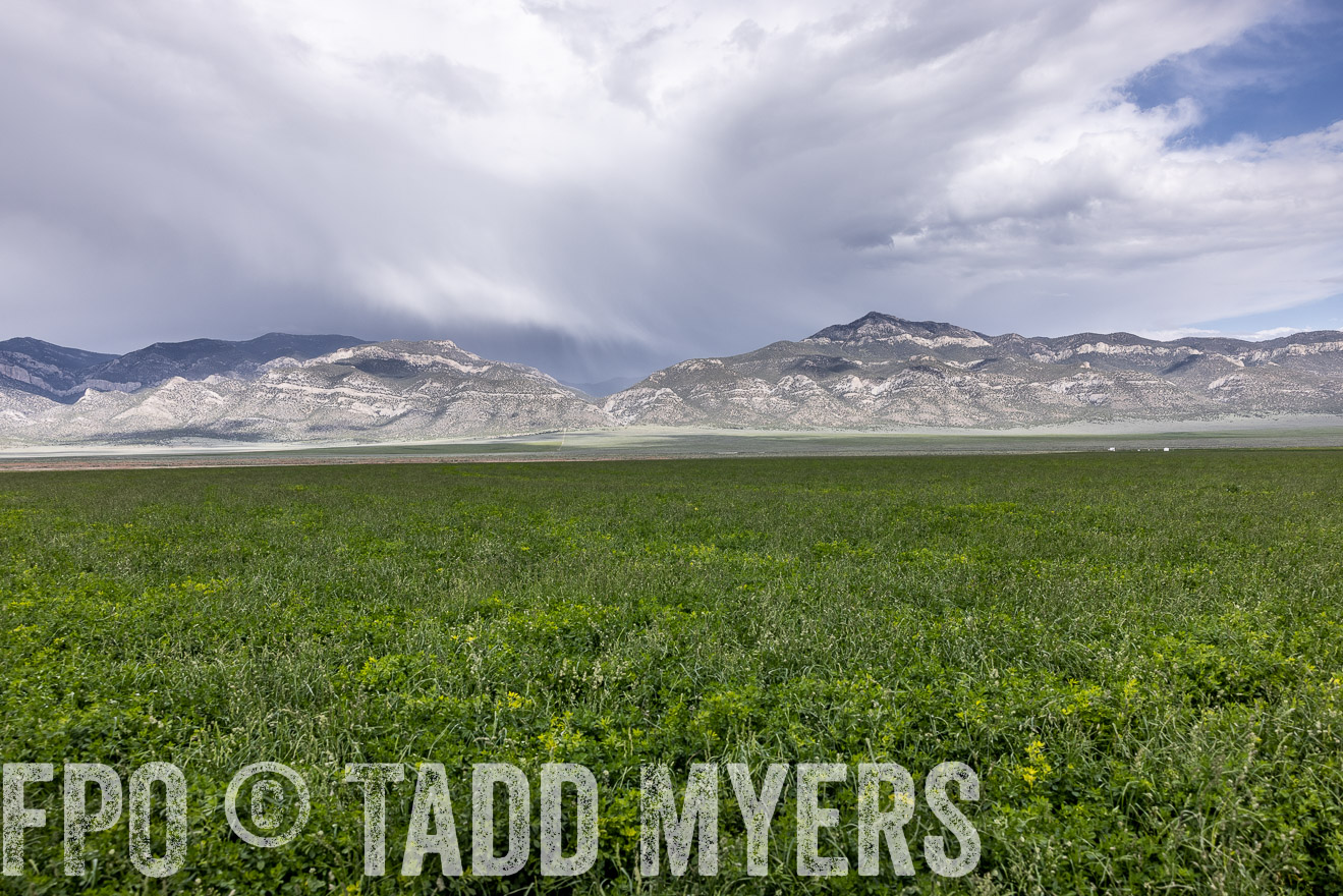 TMyers_PP_Perigo_Nevada_June2023-512356