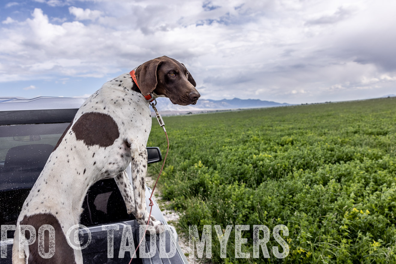 TMyers_PP_Perigo_Nevada_June2023-512379