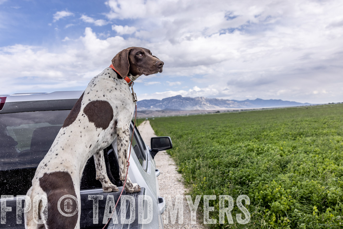 TMyers_PP_Perigo_Nevada_June2023-512386