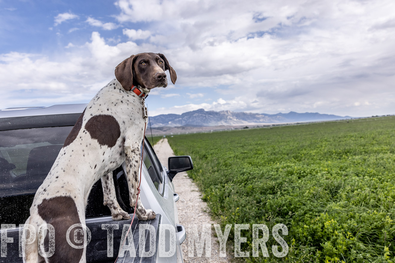 TMyers_PP_Perigo_Nevada_June2023-512387