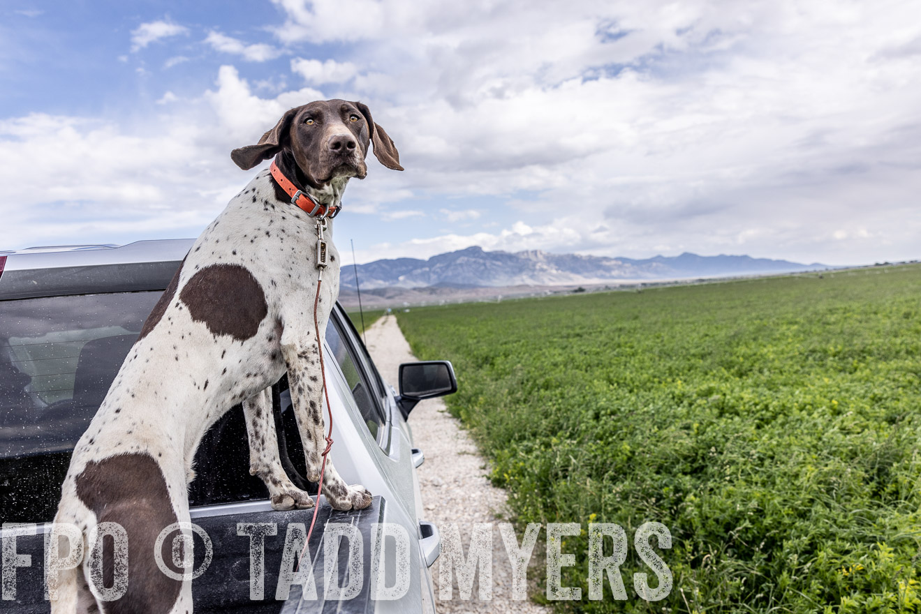TMyers_PP_Perigo_Nevada_June2023-512388