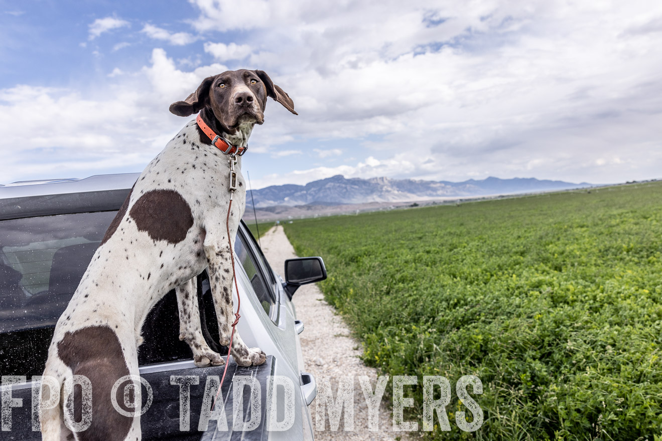 TMyers_PP_Perigo_Nevada_June2023-512390
