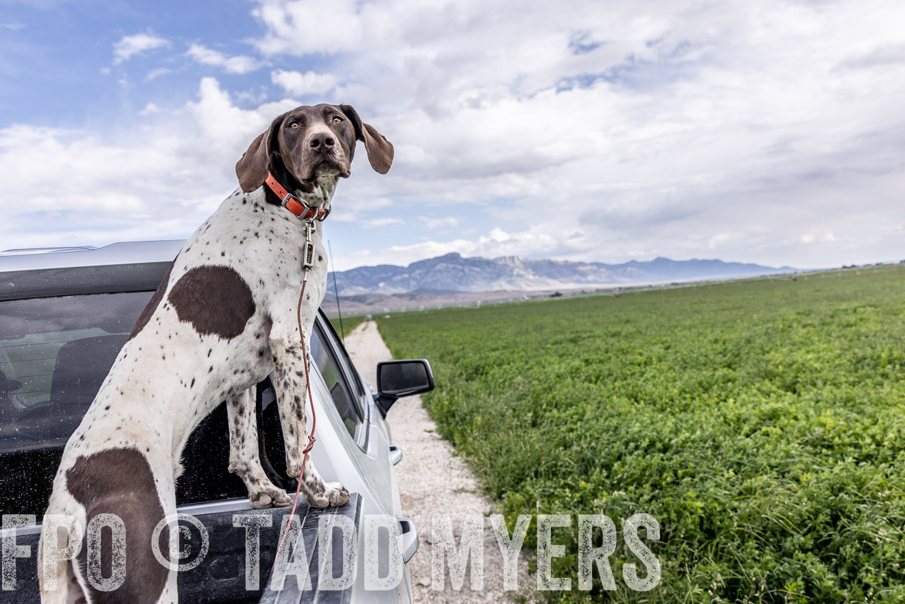 TMyers_PP_Perigo_Nevada_June2023-512392