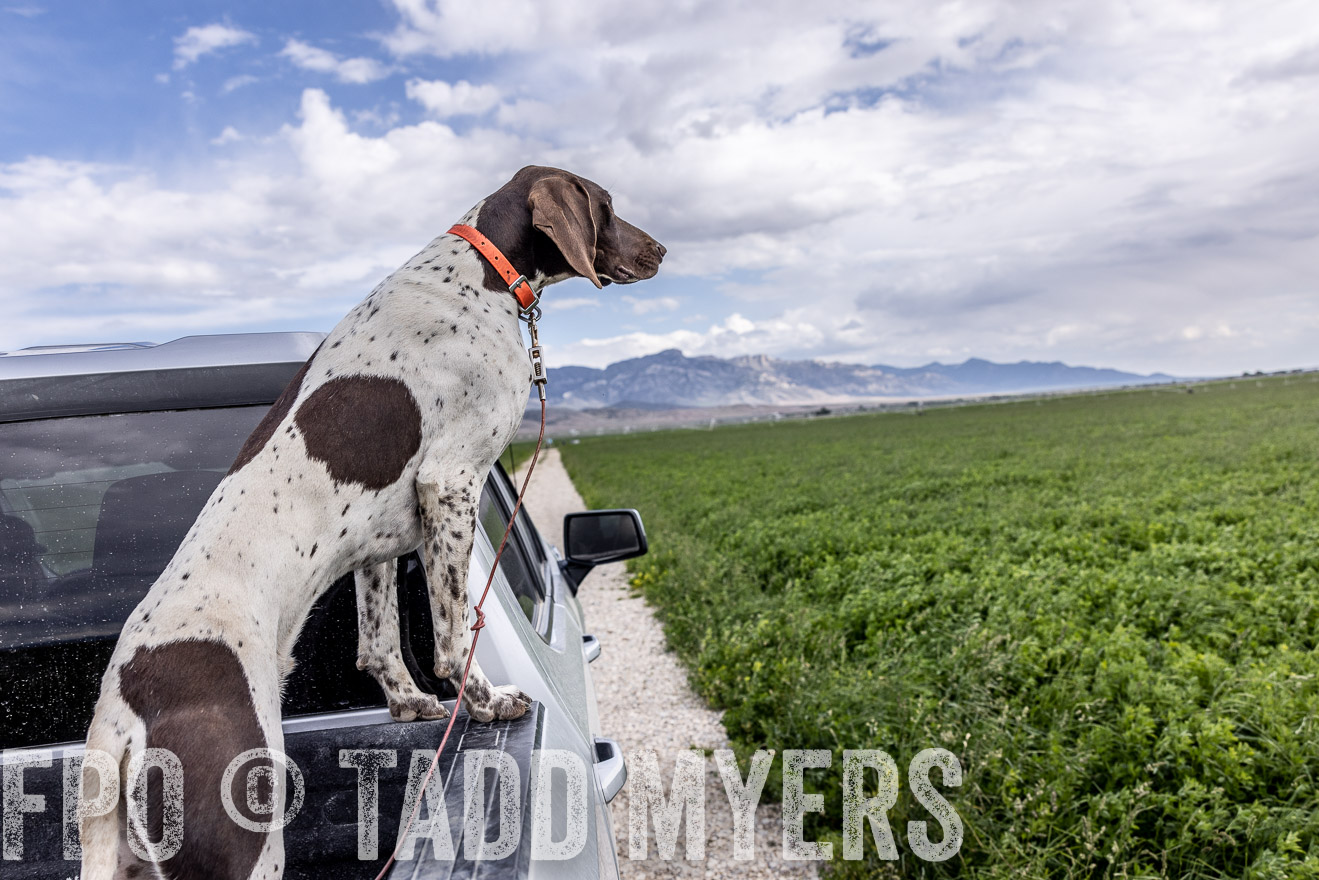 TMyers_PP_Perigo_Nevada_June2023-512399