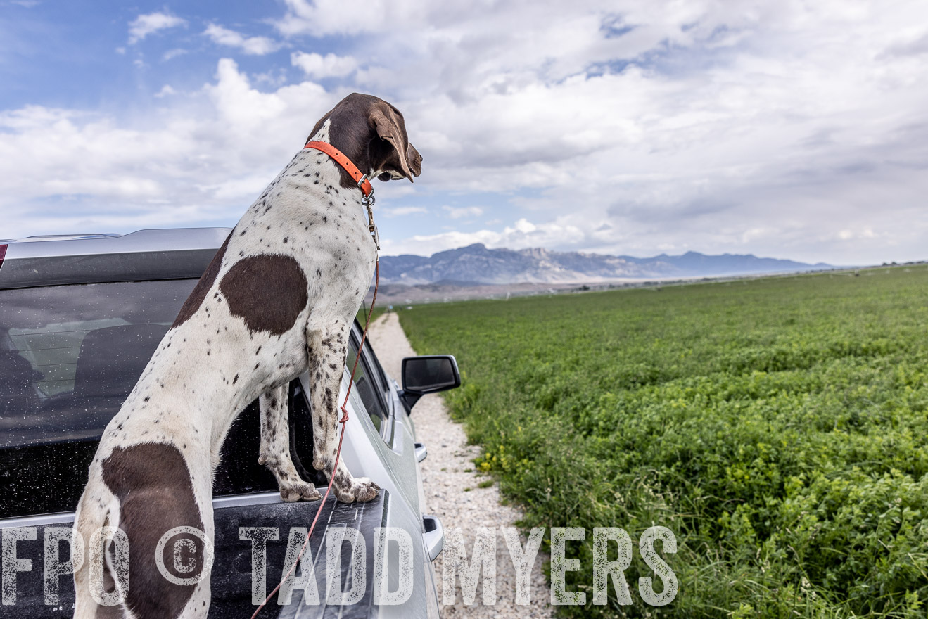 TMyers_PP_Perigo_Nevada_June2023-512405
