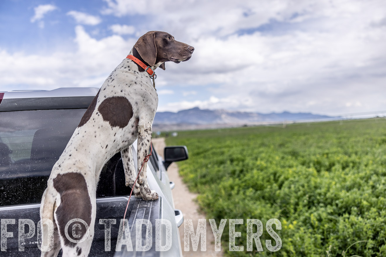 TMyers_PP_Perigo_Nevada_June2023-512441