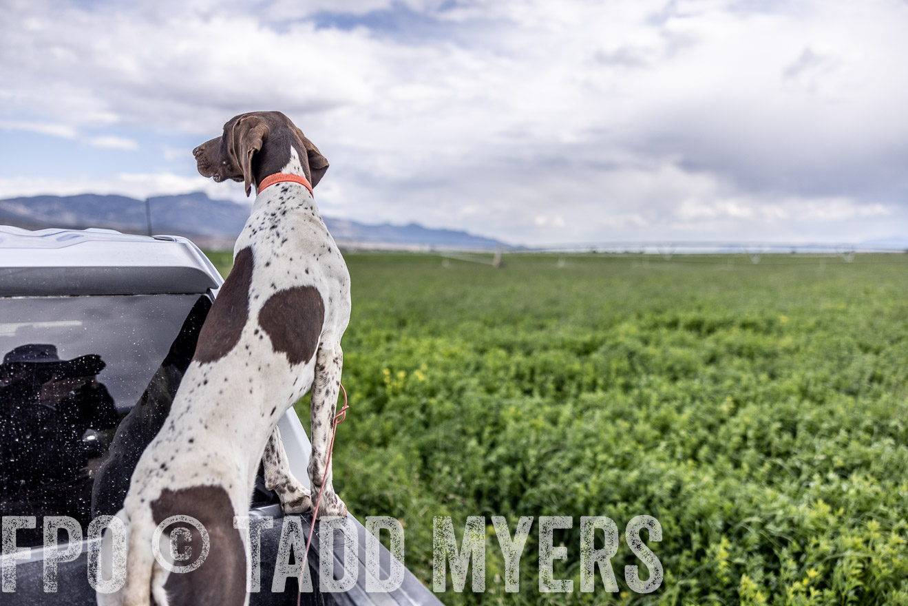 TMyers_PP_Perigo_Nevada_June2023-512451