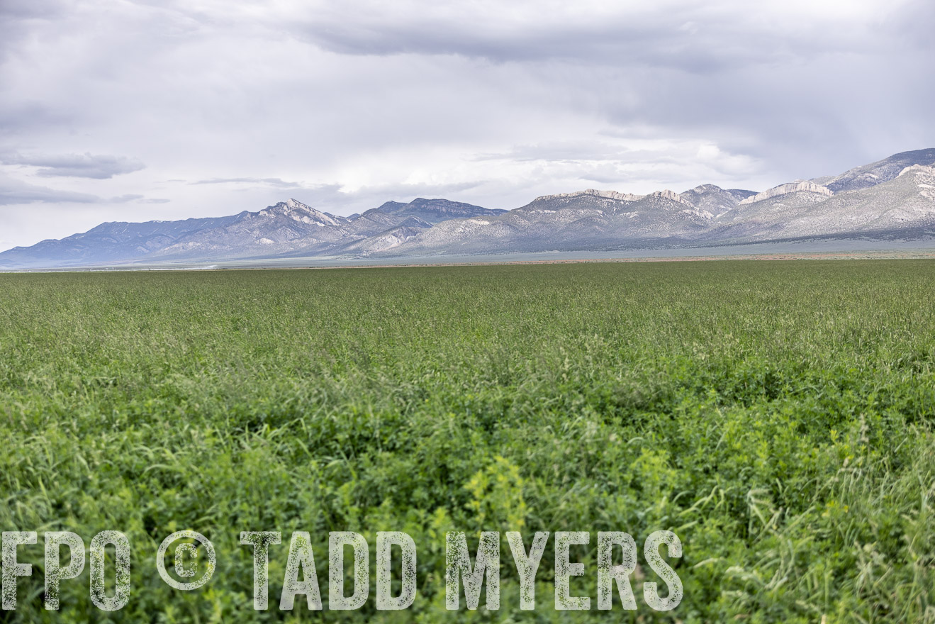 TMyers_PP_Perigo_Nevada_June2023-512505