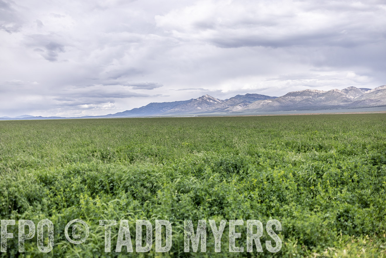 TMyers_PP_Perigo_Nevada_June2023-512518