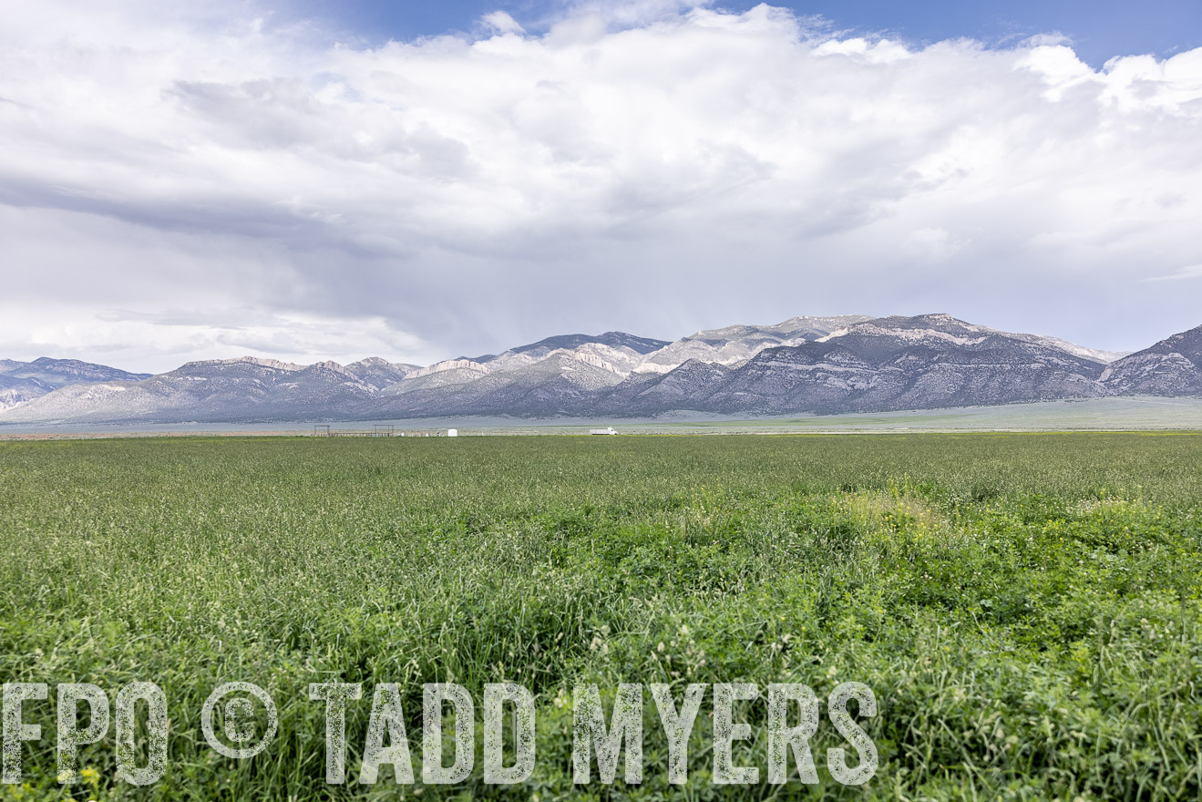 TMyers_PP_Perigo_Nevada_June2023-512558
