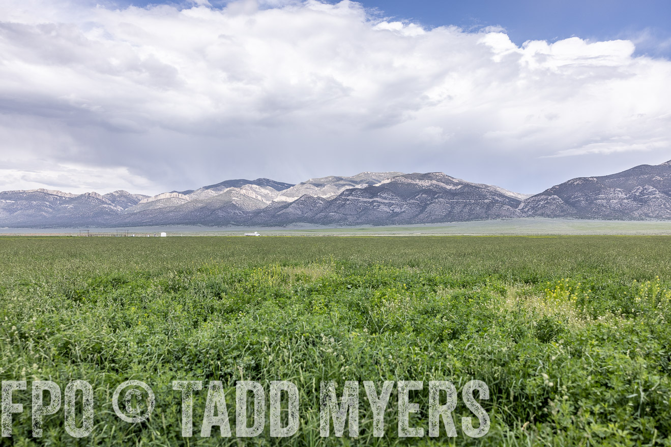 TMyers_PP_Perigo_Nevada_June2023-512565