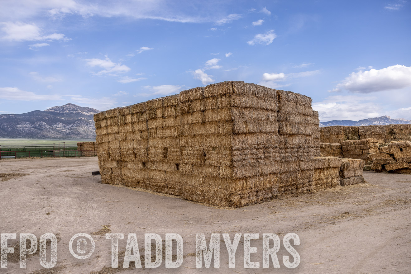 TMyers_PP_Perigo_Nevada_June2023-512892