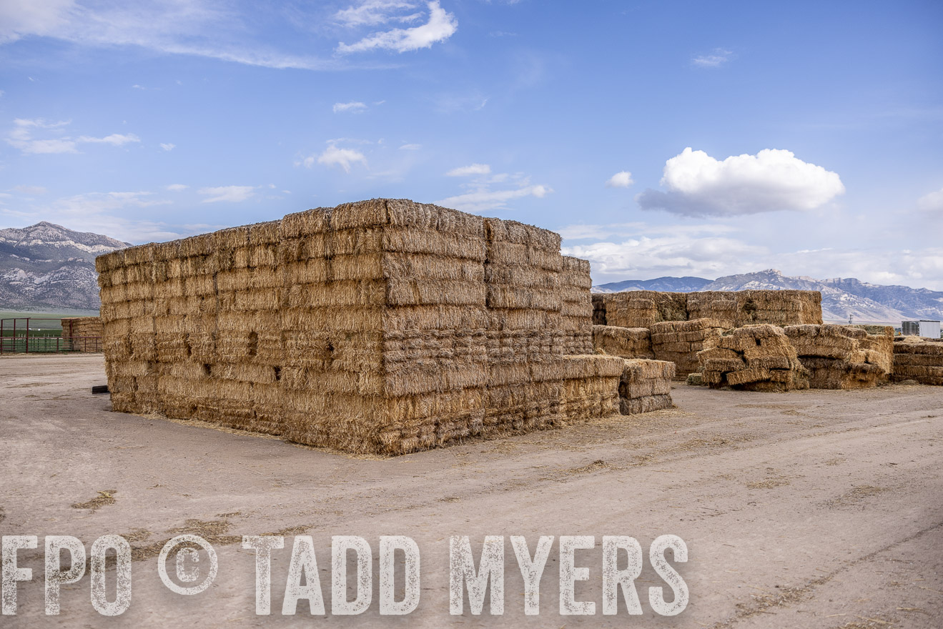 TMyers_PP_Perigo_Nevada_June2023-512933