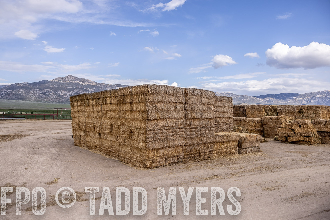 TMyers_PP_Perigo_Nevada_June2023-512945