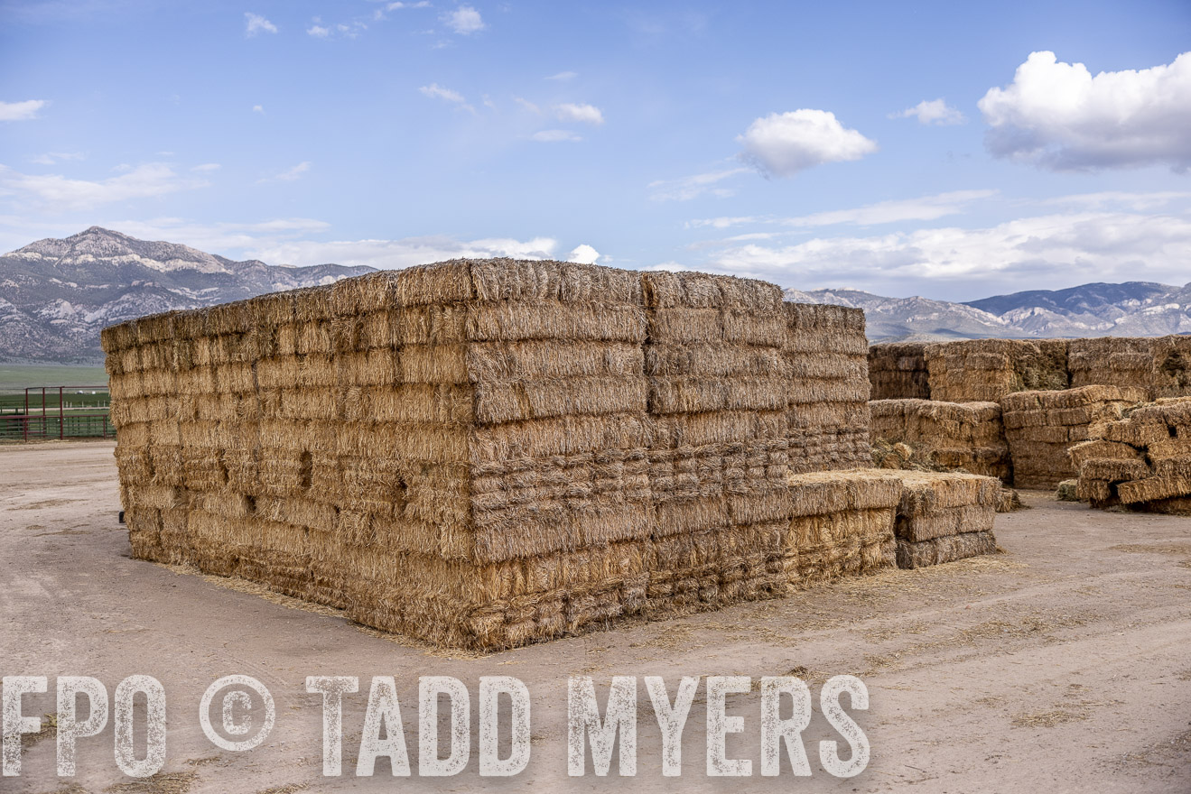 TMyers_PP_Perigo_Nevada_June2023-512951