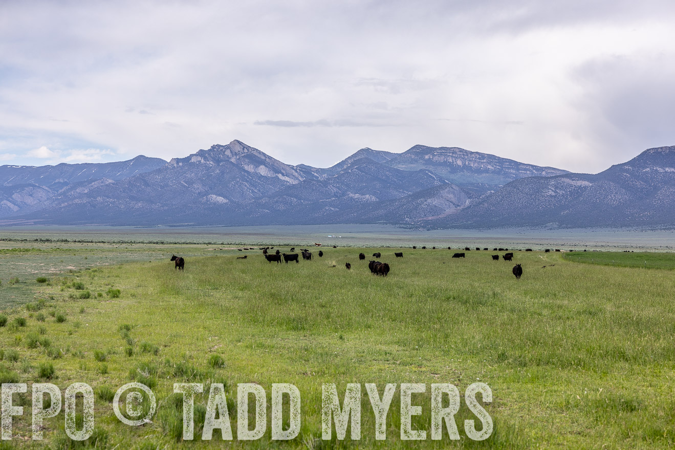 TMyers_PP_Perigo_Nevada_June2023-512973