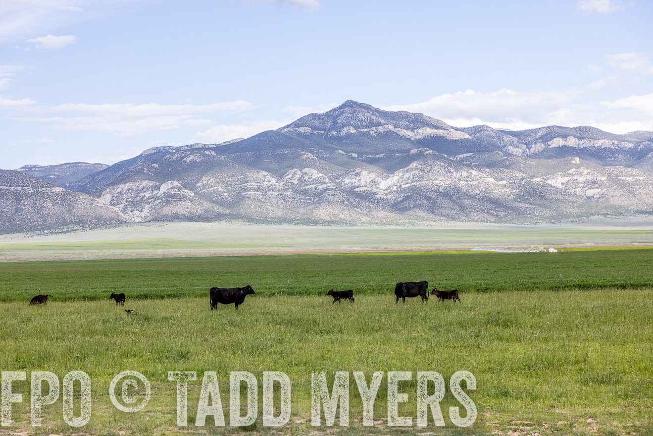 TMyers_PP_Perigo_Nevada_June2023-512998