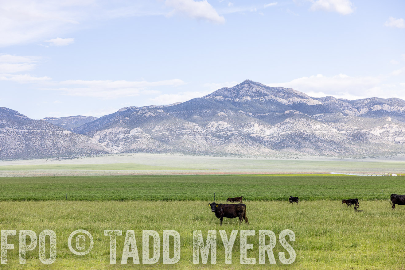 TMyers_PP_Perigo_Nevada_June2023-513016