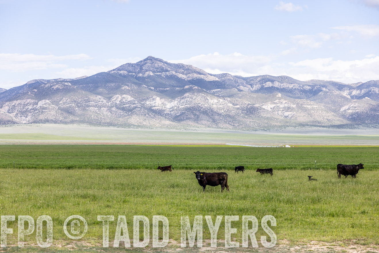 TMyers_PP_Perigo_Nevada_June2023-513024