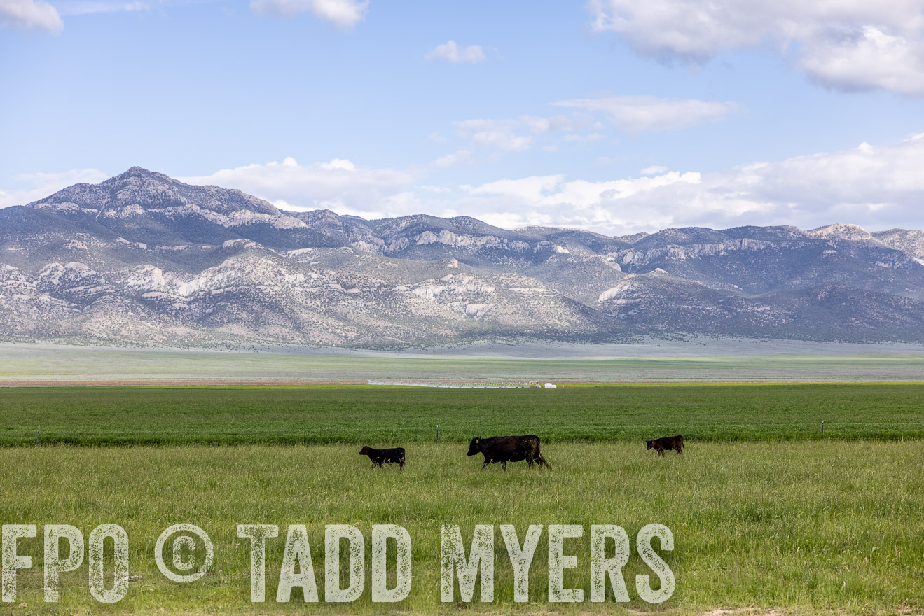 TMyers_PP_Perigo_Nevada_June2023-513063