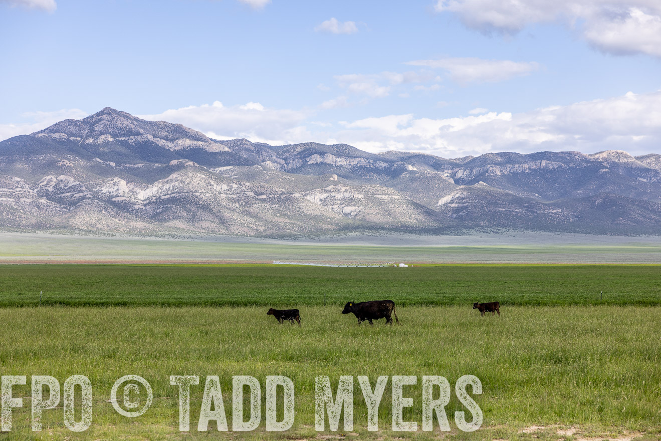 TMyers_PP_Perigo_Nevada_June2023-513064
