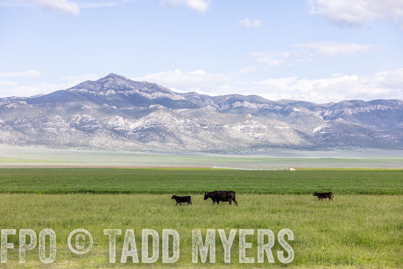 TMyers_PP_Perigo_Nevada_June2023-513071