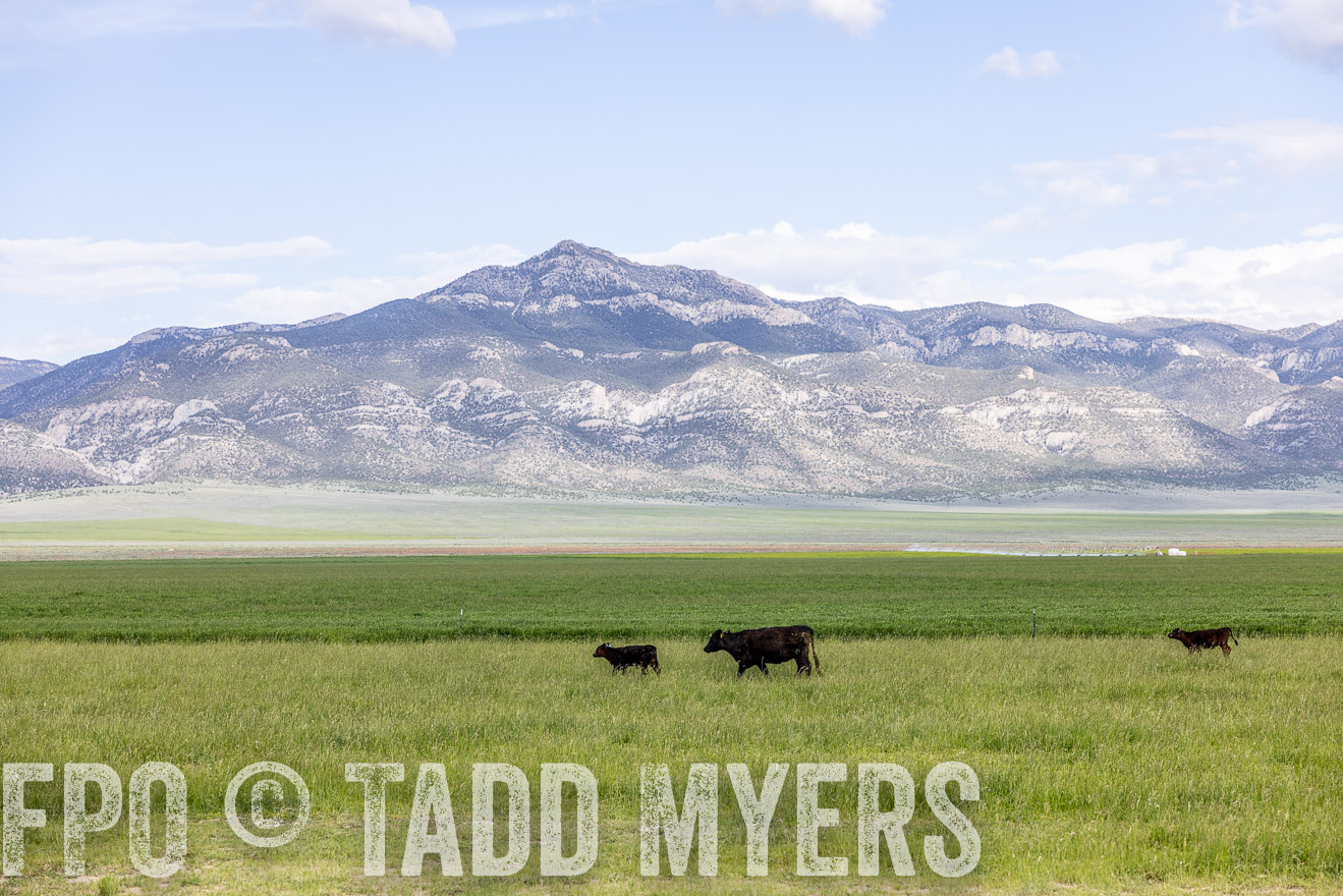TMyers_PP_Perigo_Nevada_June2023-513079