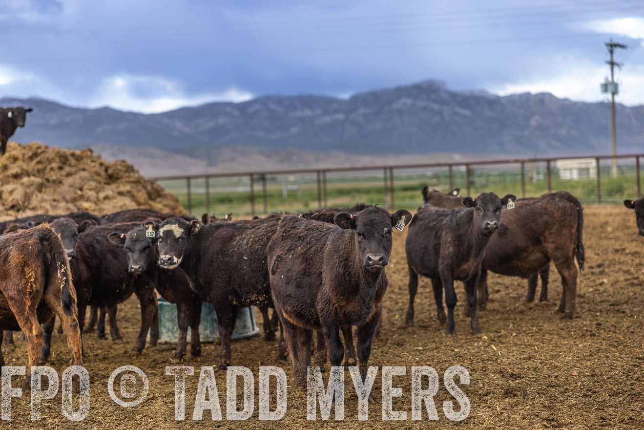 TMyers_PP_Perigo_Nevada_June2023-513467