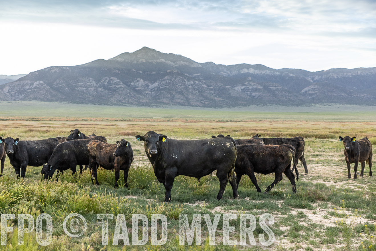 TMyers_PP_Perigo_Nevada_June2023-513515