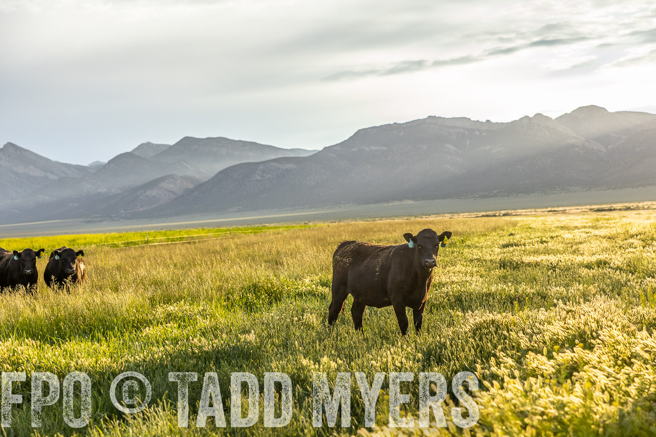 TMyers_PP_Perigo_Nevada_June2023-513619