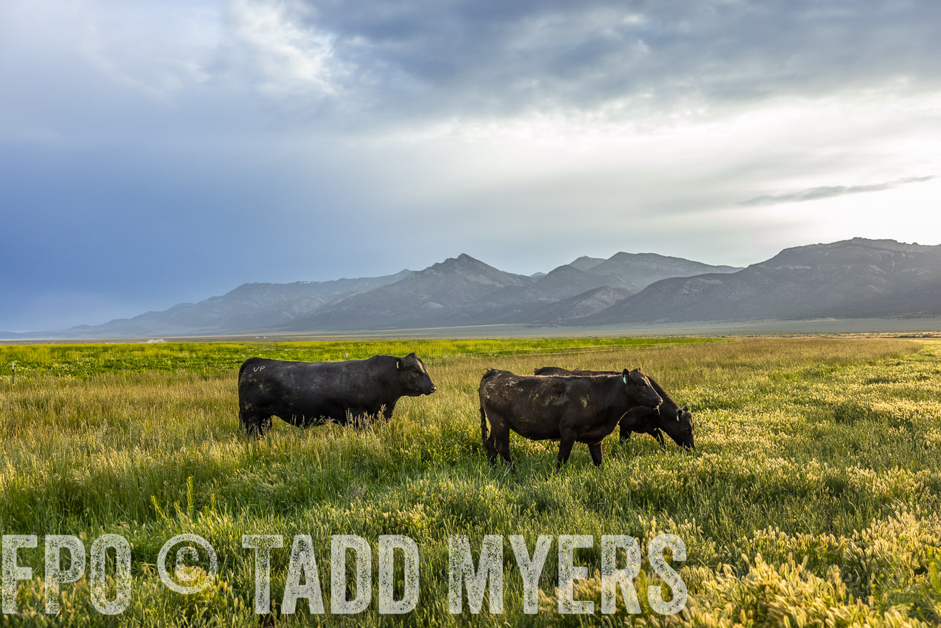 TMyers_PP_Perigo_Nevada_June2023-513654