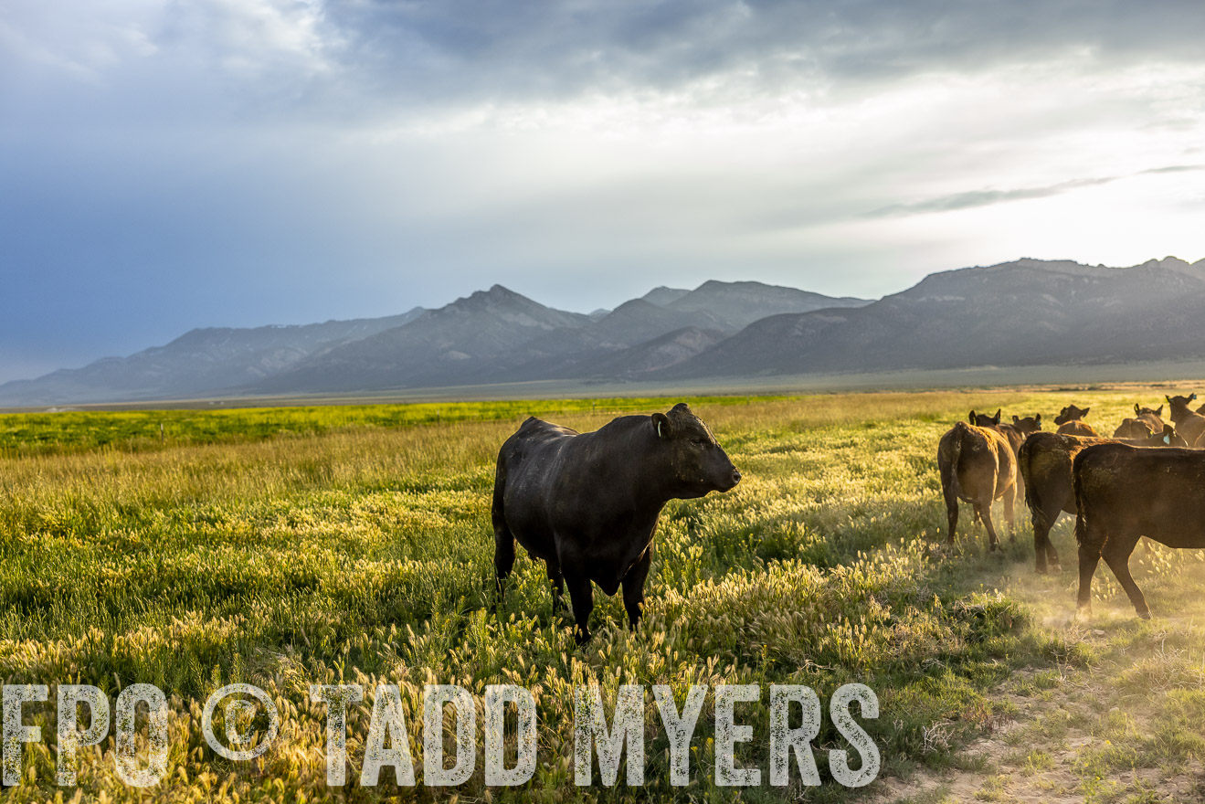 TMyers_PP_Perigo_Nevada_June2023-513693