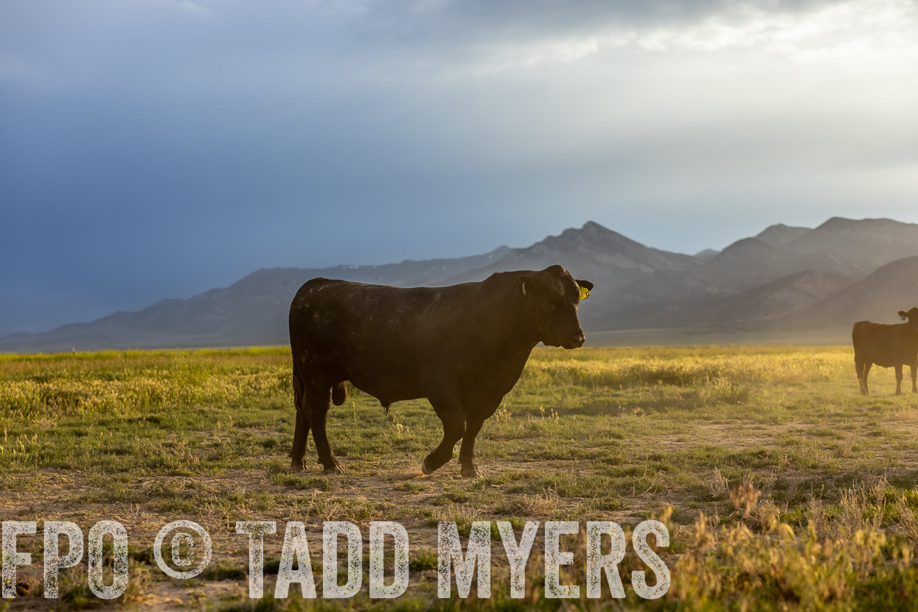 TMyers_PP_Perigo_Nevada_June2023-513804