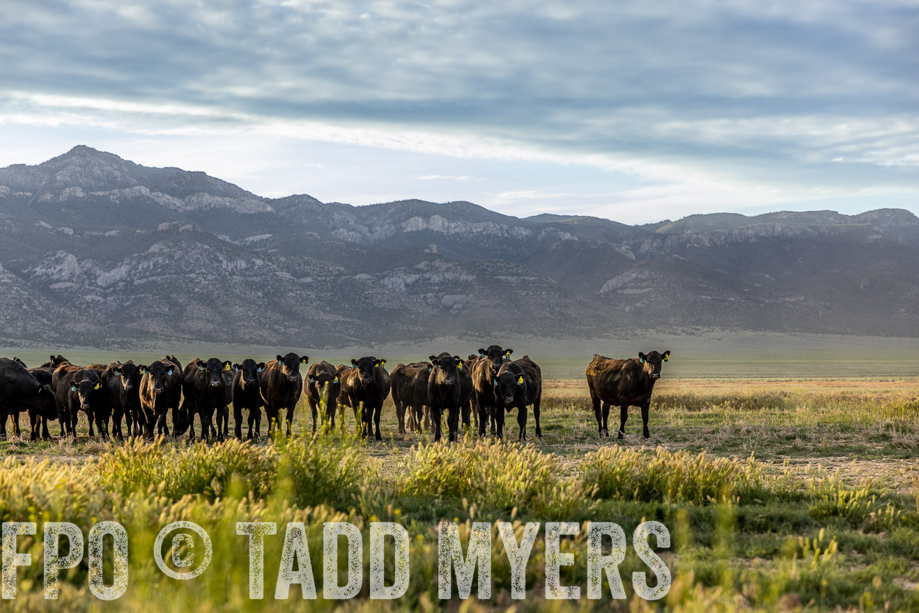 TMyers_PP_Perigo_Nevada_June2023-513841