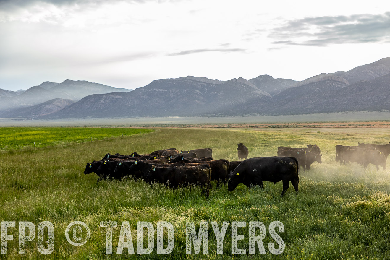 TMyers_PP_Perigo_Nevada_June2023-513860