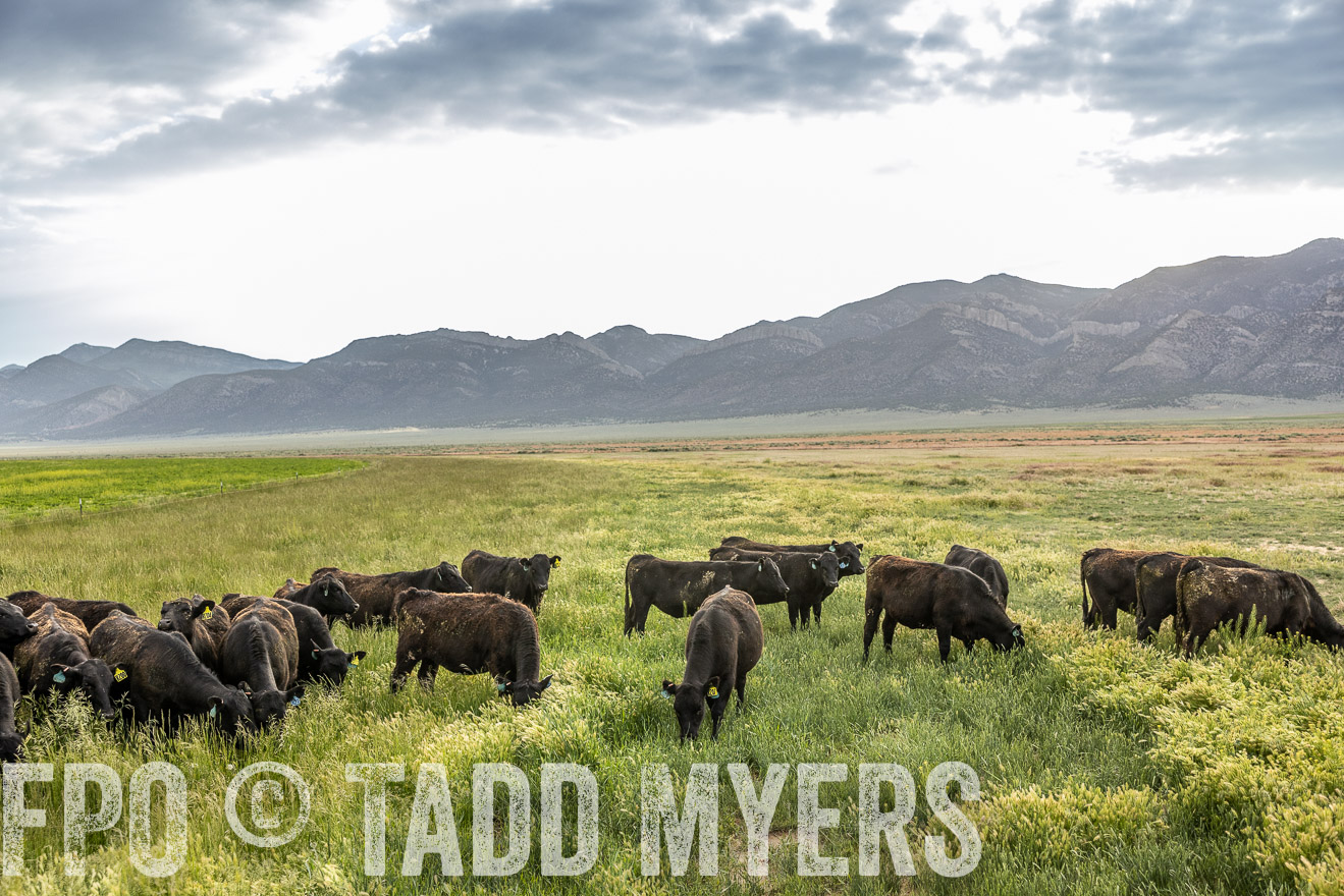 TMyers_PP_Perigo_Nevada_June2023-514039