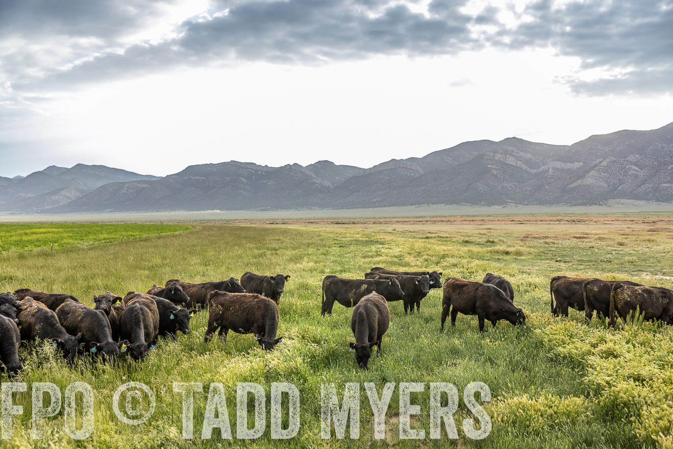TMyers_PP_Perigo_Nevada_June2023-514040